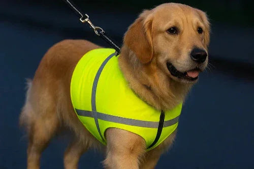 Why Winter Care for Dogs Matters - TailTastic Store