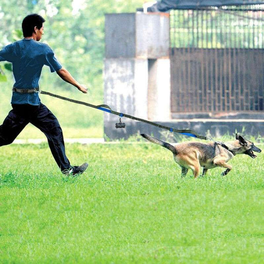 Elastic Dog Leach
